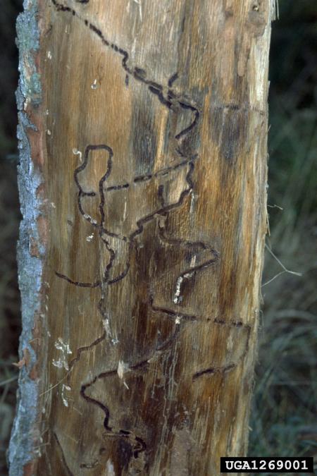 <i>Agrilus biguttatus</i> na <i>Quercus</i> spp.