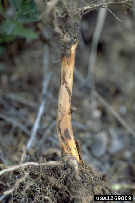 smrekov koreninar (<i>Hylastes cunicularius</i>) na <i>Picea abies</i>