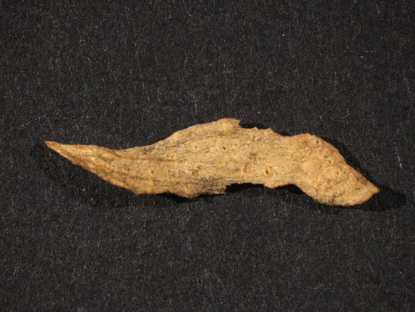 Melampsora lini 
