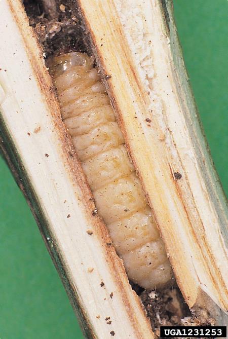 mali topolov steklokrilec (<i>Sciapteron tabaniformis</i>)