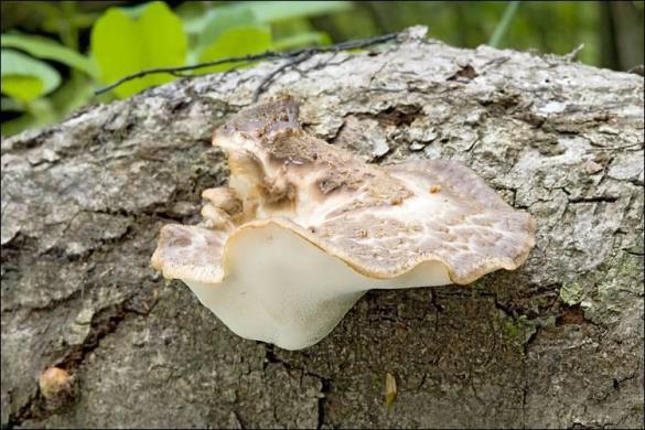 Polyporus squamosus