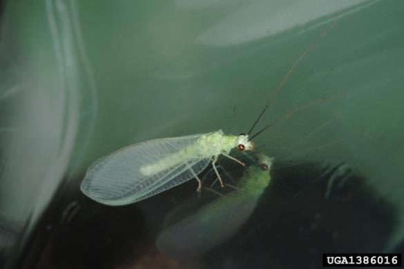 <i>Chrysoperla</i>
