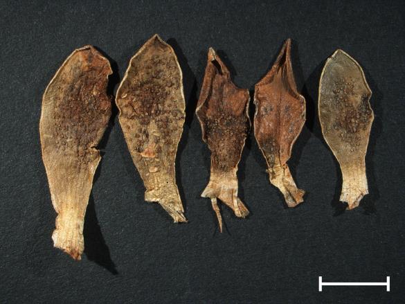 Aecidium primulae