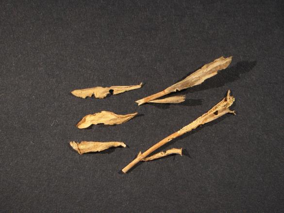Melampsora lini 