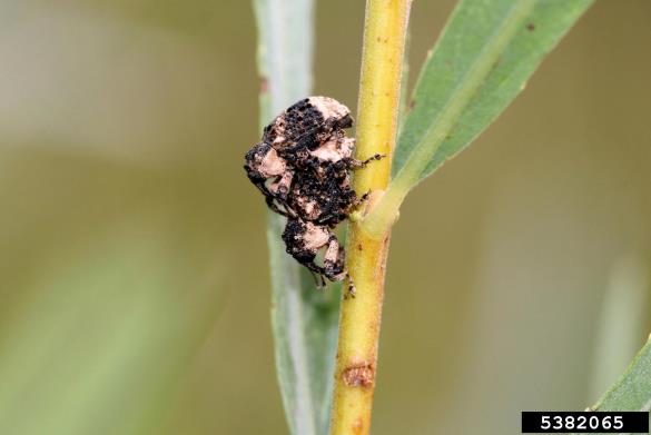 jelšar (<i>Cryptorrhynchus lapathi</i>) na <i>Salix</i> spp.