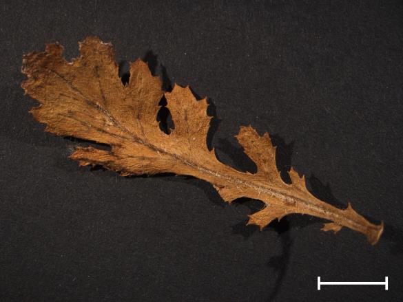 Coleosporium senecionis