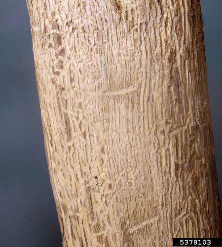 hrastov beljavar (<i>Scolytus intricatus</i>) na <i>Quercus</i> spp.