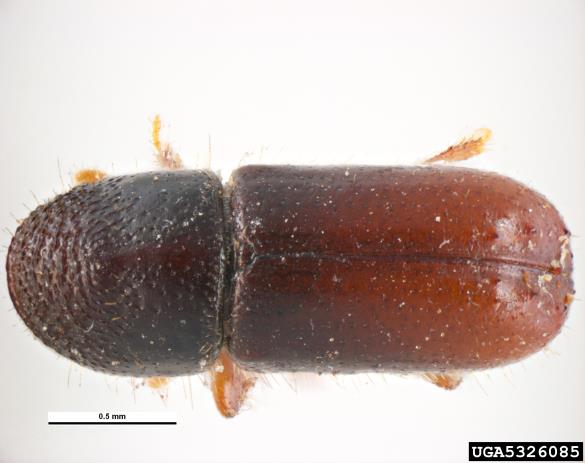 dvozobi borov lubadar (<i>Pityogenes bidentatus</i>)