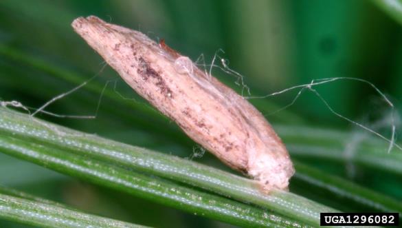 molj macesnovih iglic (<i>Coleophora laricella</i>)