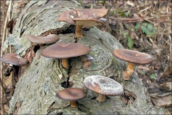 Polyporus brumalis