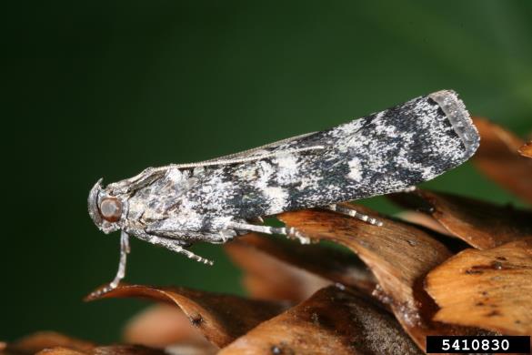 smrekov plamenec ali smrekov storžev veščec (<i>Dioryctria abietella</i>) na <i>Picea</i> spp.