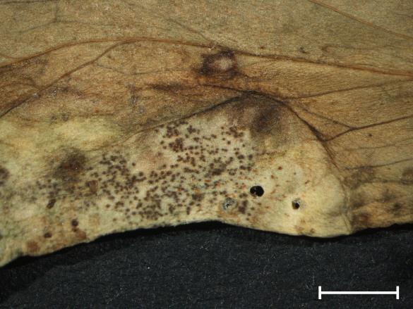 Aecidium quadrifidum