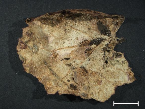 Aecidium tussilaginis