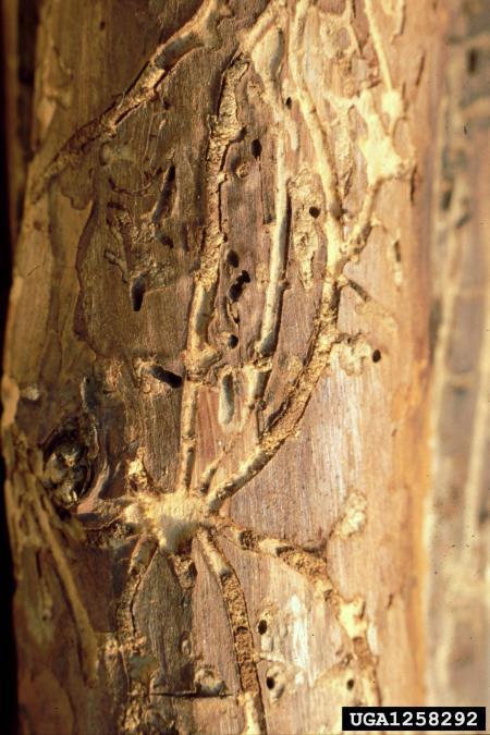 ostrozobi borov lubadar (<i>Ips acuminatus</i>)