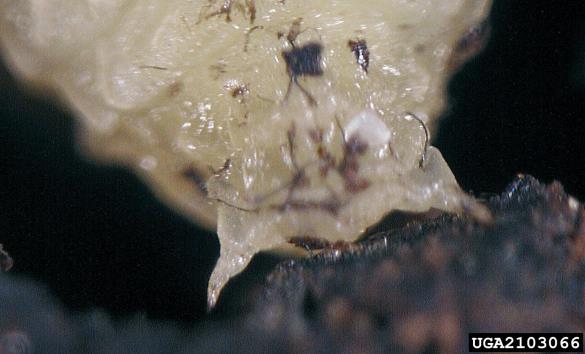 osmerozobi smrekov lubadar ali knaver (<i>Ips typographus</i>) na <i>Picea abies</i>