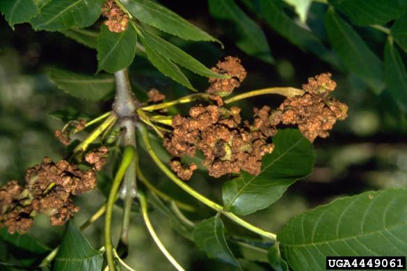 <i>Aceria fraxinivora</i> na <i>Fraxinus</i> spp.