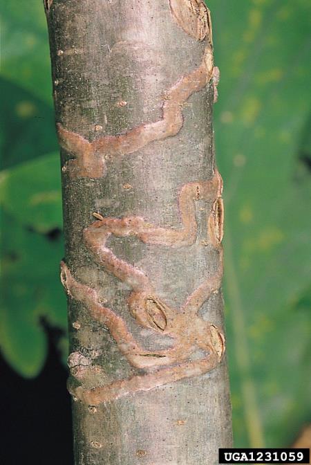 <i>Agrilus angustulus</i>