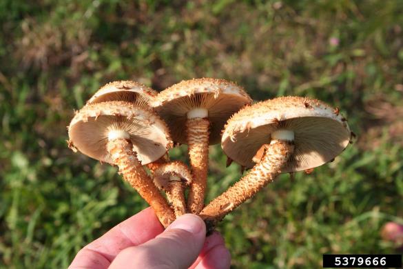 hrapavi luskinar (<i>Pholiota squarrosa</i>) na <i>Populus</i> spp.