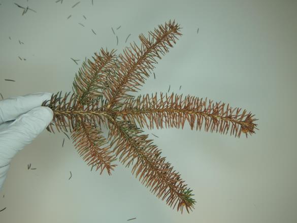 <i>Rhizosphaera pini</i> na smreki