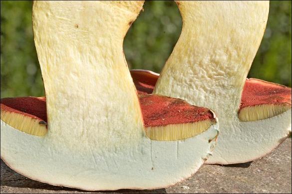 Boletus rhodoxanthus