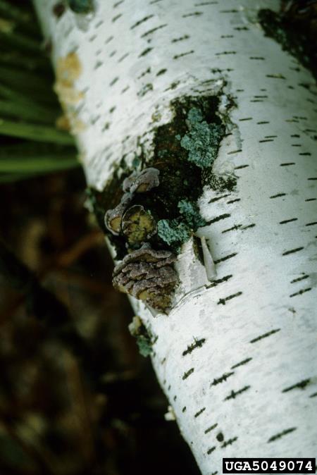 škrlatni skladovec (<i>Chondrostereum purpureum</i>)