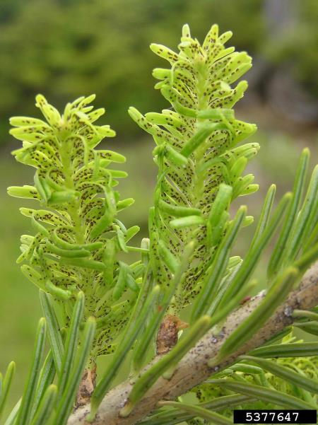 jelova uš (<i>Dreyfusia nordmannianae</i>) na <i>Abies alba</i>