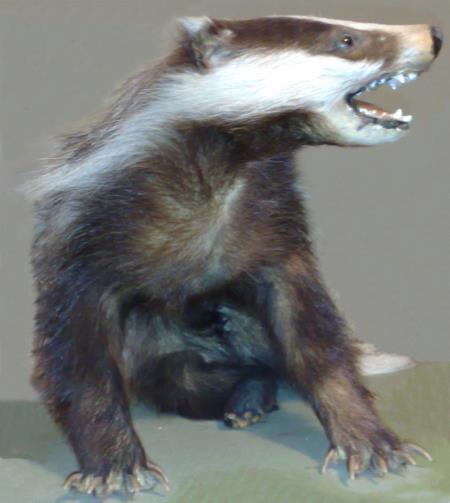 jazbec