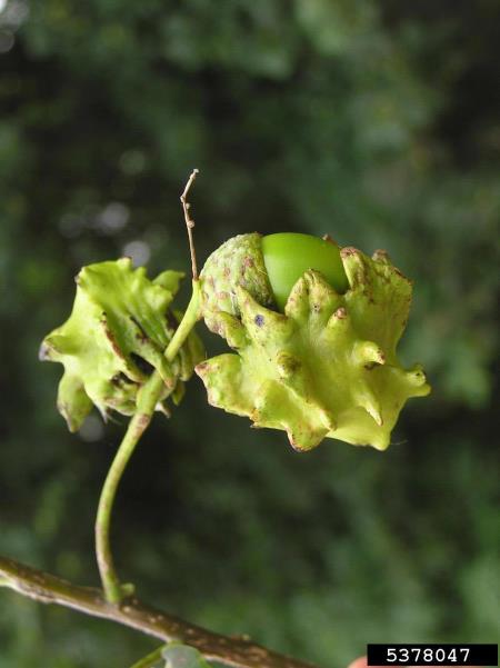 <i>Andricus quercuscalicis</i> na <i>Quercus</i> spp.