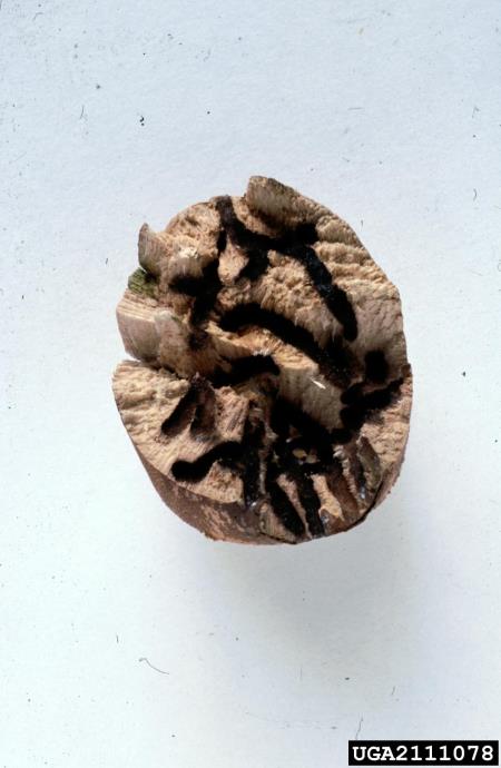 vrtni lesar (<i>Xyleborus dispar</i>) na <i>Acer pseudoplatanus</i>