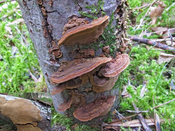 Phellinus conchatus