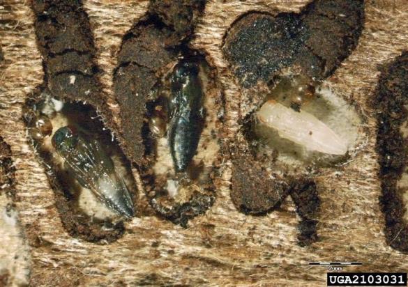 <i>Rhopalicus tutela</i> na <i>Ips amitinus</i>