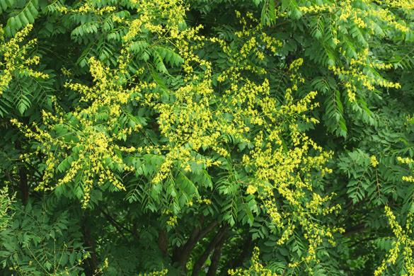 <i>Koelreuteria paniculata</i>