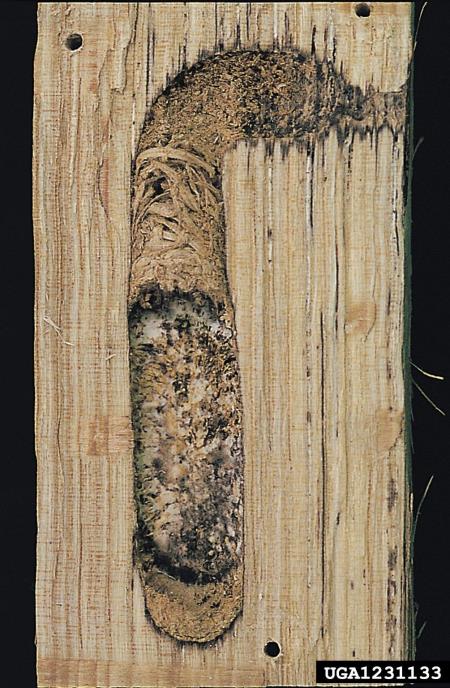 slokasti jarec (<i>Plagionotus arcuatus</i>)