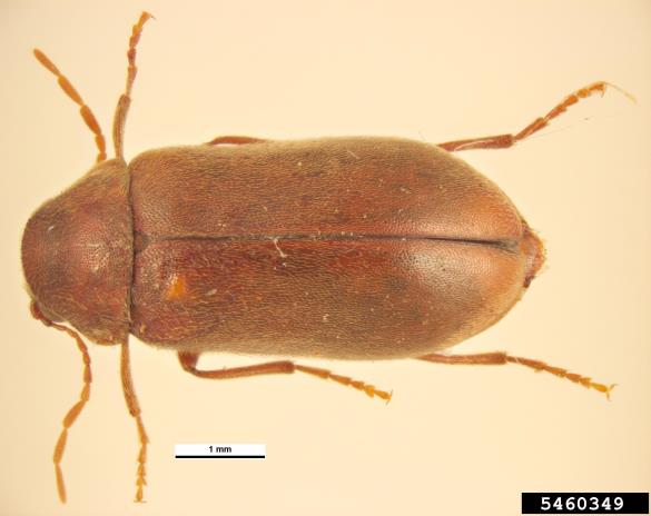 Ernobius mollis