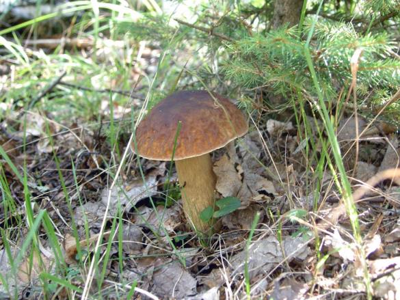 Boletus aestivalis