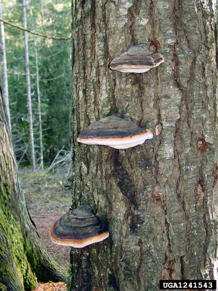 smrekova kresilača (<i>Fomitopsis pinicola</i>)