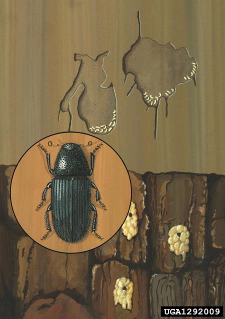 orjaški smrekov ličar (<i>Dendroctonus micans</i>)