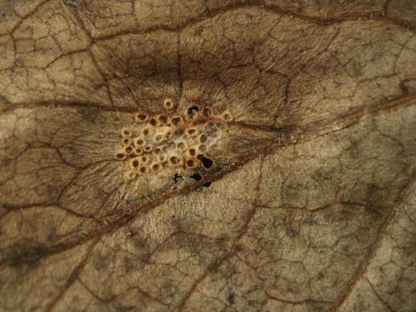 Aecidium valerianearum 