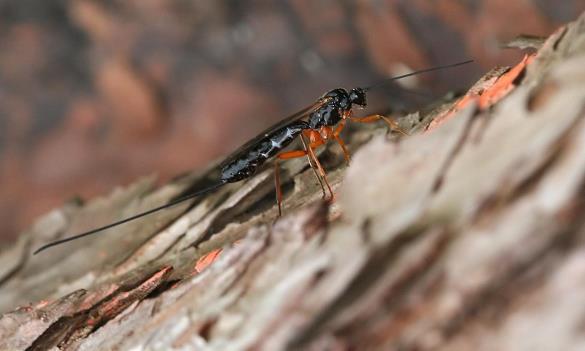 Dolichomitus imperator