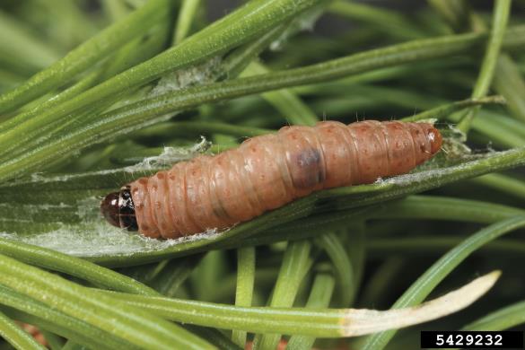 sivi macesnov zavijač (<i>Zeiraphera diniana</i>)