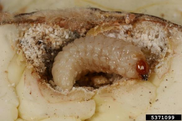 hrastov semenar (<i>Curculio glandium</i>)