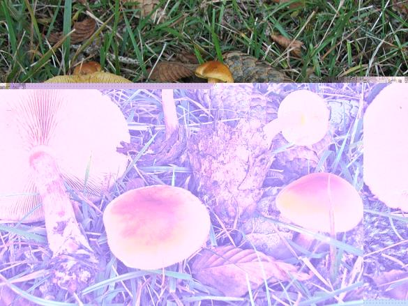 Pholiota astragalina