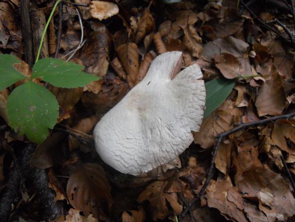Agaricus essettei