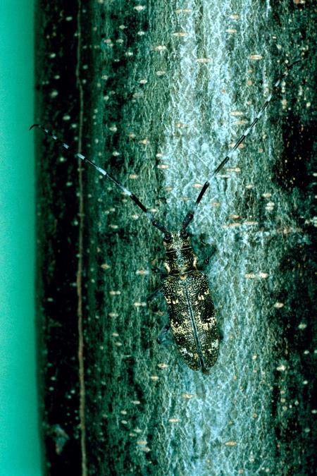 čevljarček (<i>Monochamus sutor</i>) na <i>Abies</i> spp.