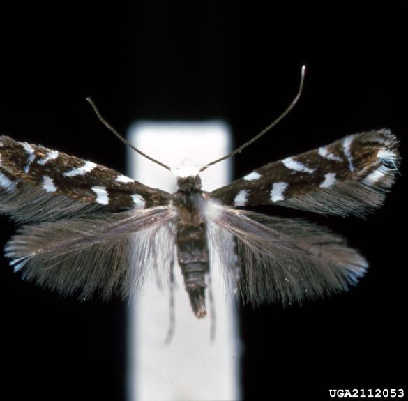 robinijev listni zavrtač (<i>Parectopa robiniella</i>)