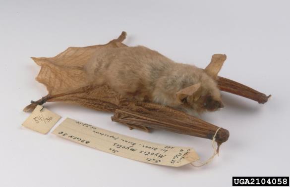 navadni netopir (<i>Myotis myotis</i>)