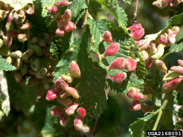 brestova šiškarica (<i>Byrsocrypta ulmi</i>) na <i>Ulmus procera</i>