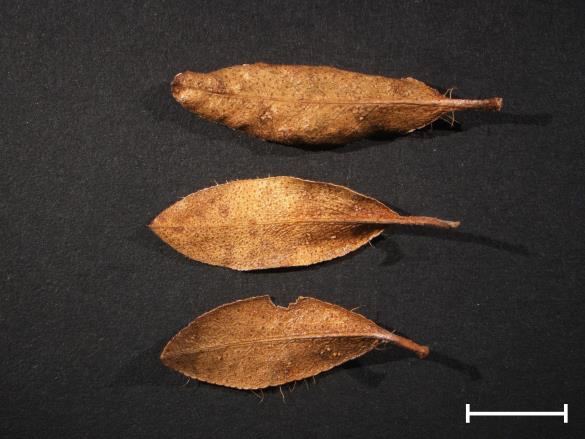Chrysomyxa rhododendri 