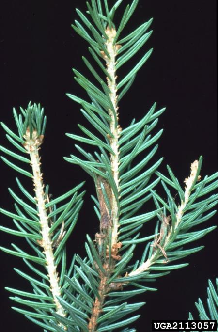 sivi macesnov zavijač (<i>Zeiraphera diniana</i>) na <i>Picea abies</i>