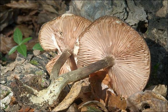 Armillaria mellea